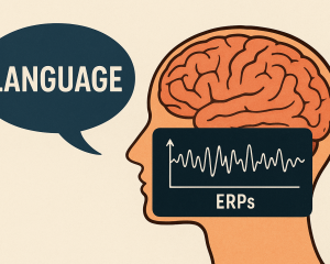 Taller sobre neuroimatge del llenguatge mitjançant potencials evocats (ERPs)
